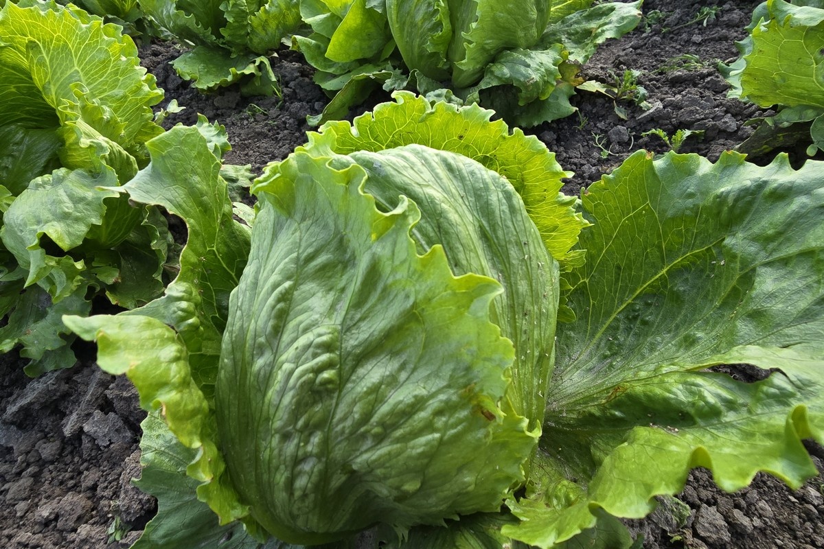 "Europees middelenbeleid zet voedselzekerheid onder druk"