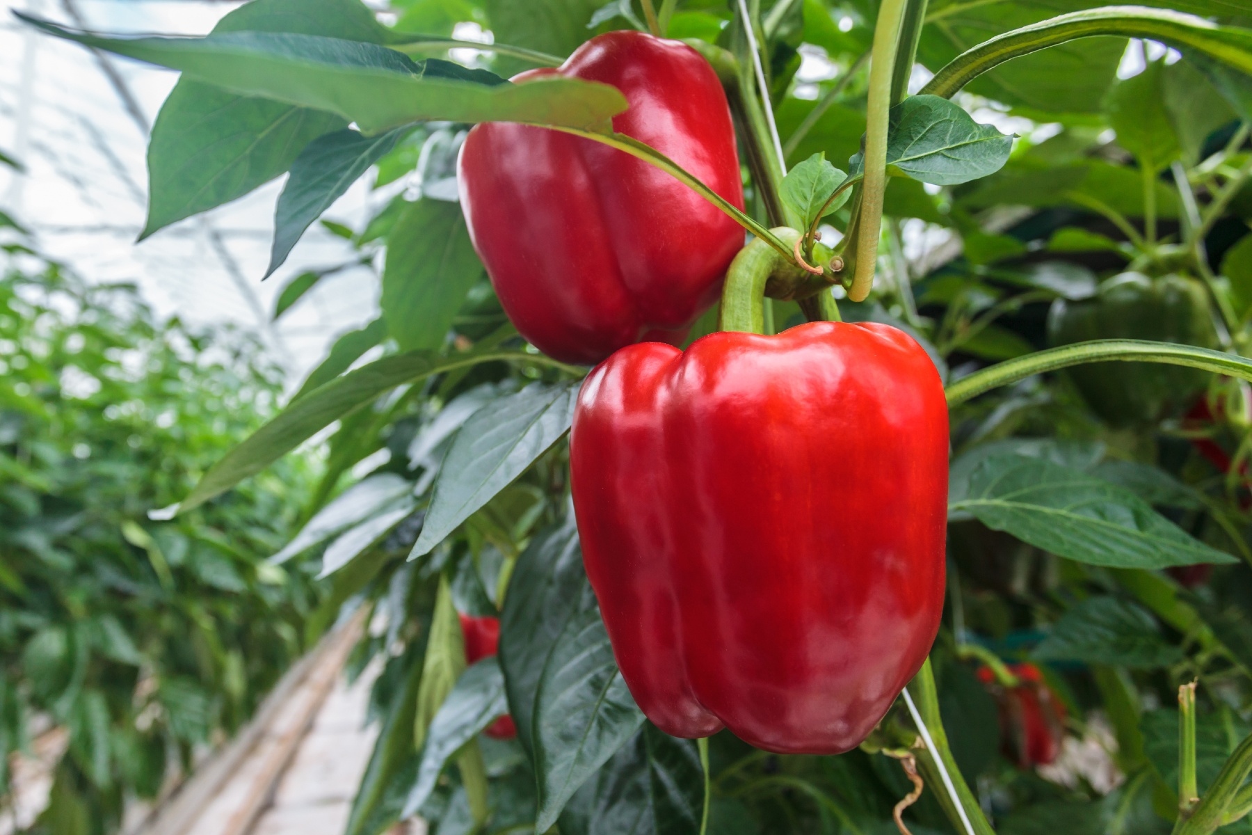 Paprika grootste inkomstenbron voor Spaanse AGF-exportsector