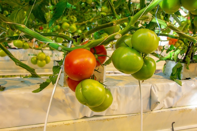 Sector wijst op testresultaten na ophef: Tomaten zijn veilig