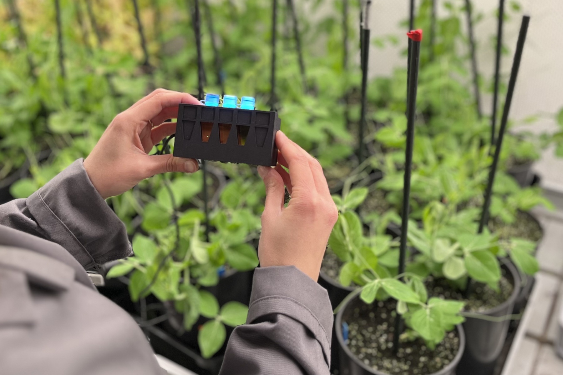 ToBRFV dead or alive? Water test provides quick answers