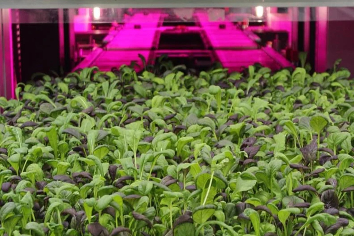 Singaporese tak van Nederlandse vertical farm Growy failliet
