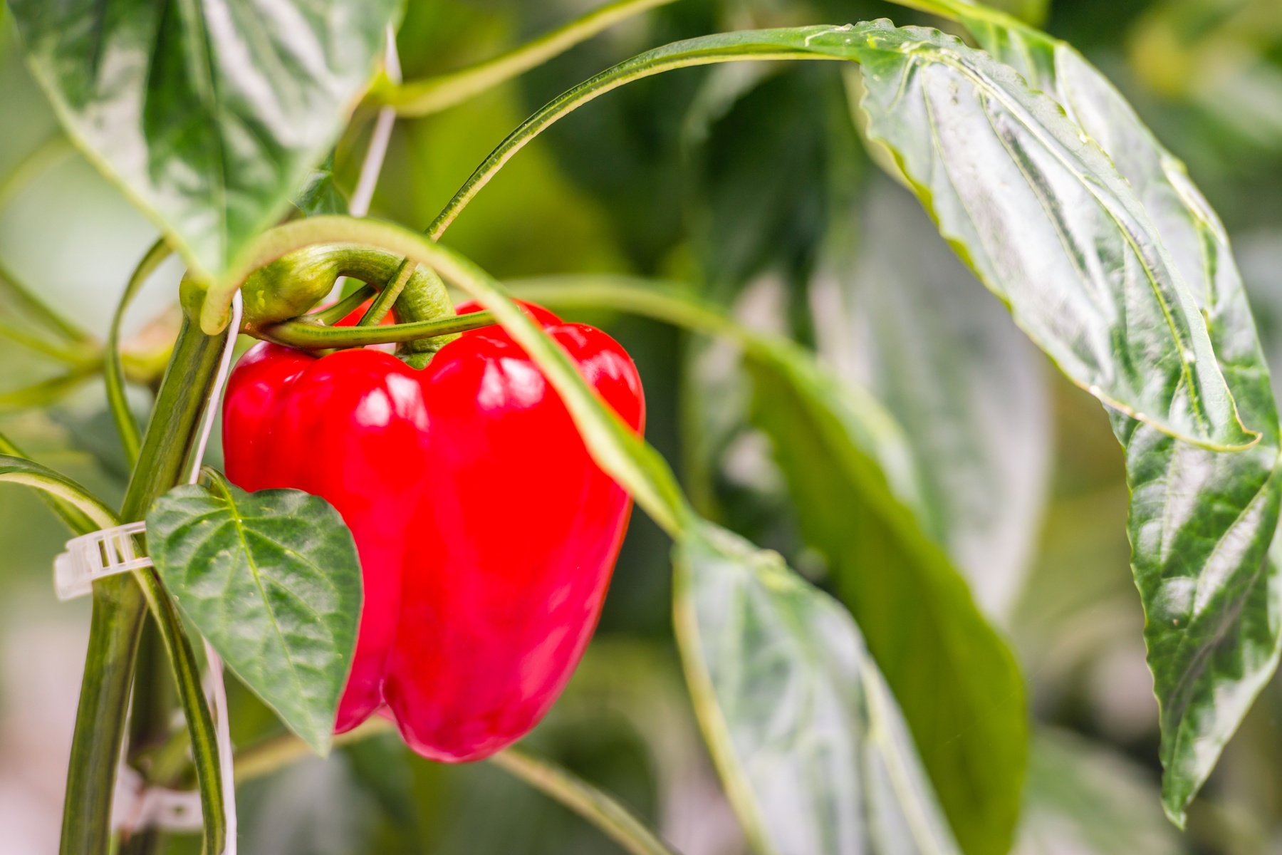 Schaalvergroting glastuinbouw ook in komkommer en paprika