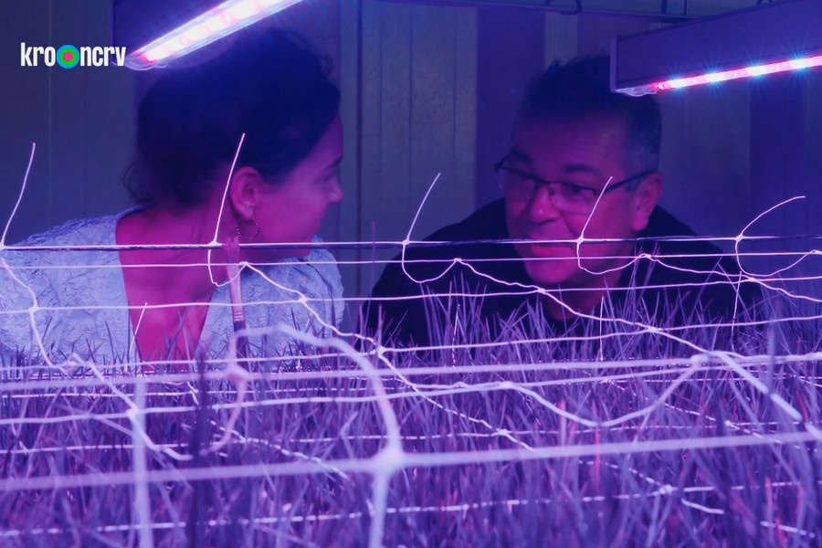 Saffraan uit Hollandse polder en van onder LED