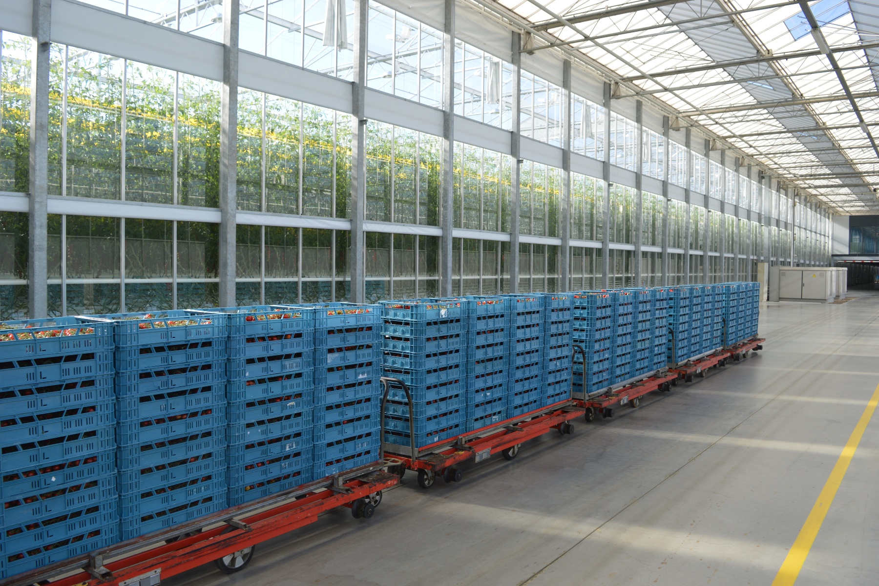 Steeds meer 'zeer grote bedrijven' in Nederlandse land- en tuinbouw