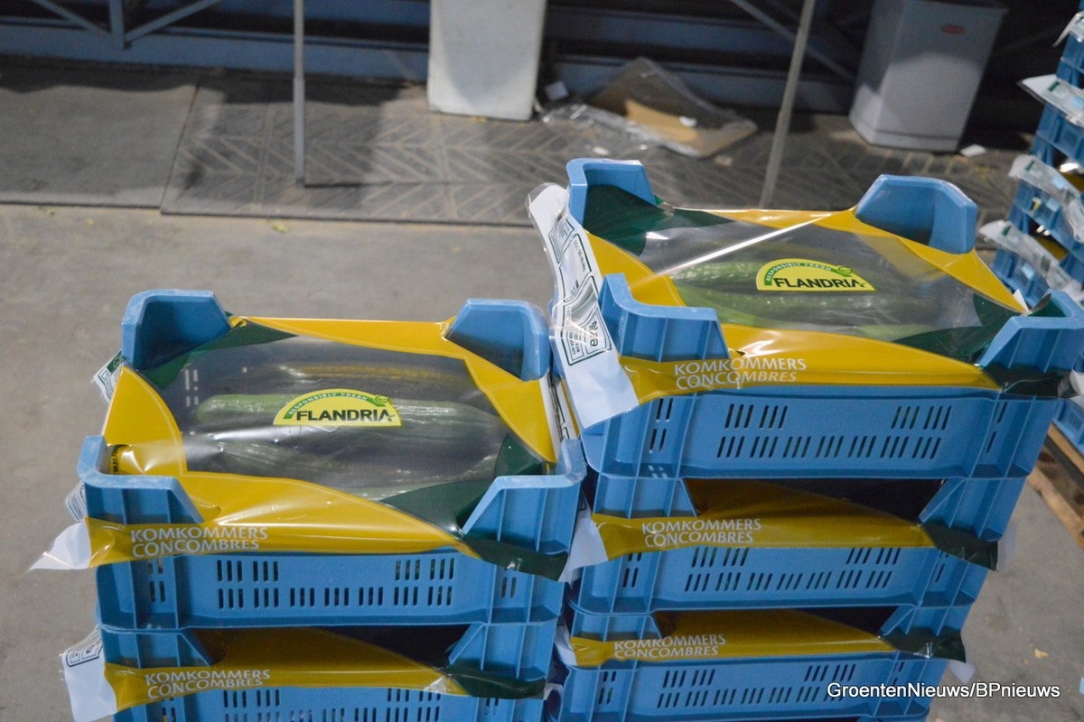 Ongeëvenaarde prijzen op veiling voor komkommer