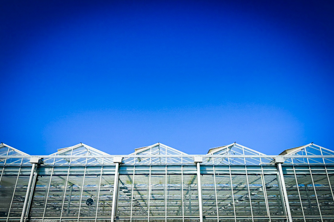 Biologische kasproductie stimuleren door kennis en innovatie