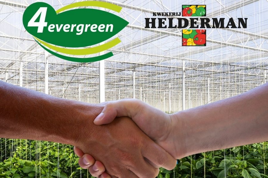 Paprikatelers 4evergreen en Kwekerij Helderman fuseren