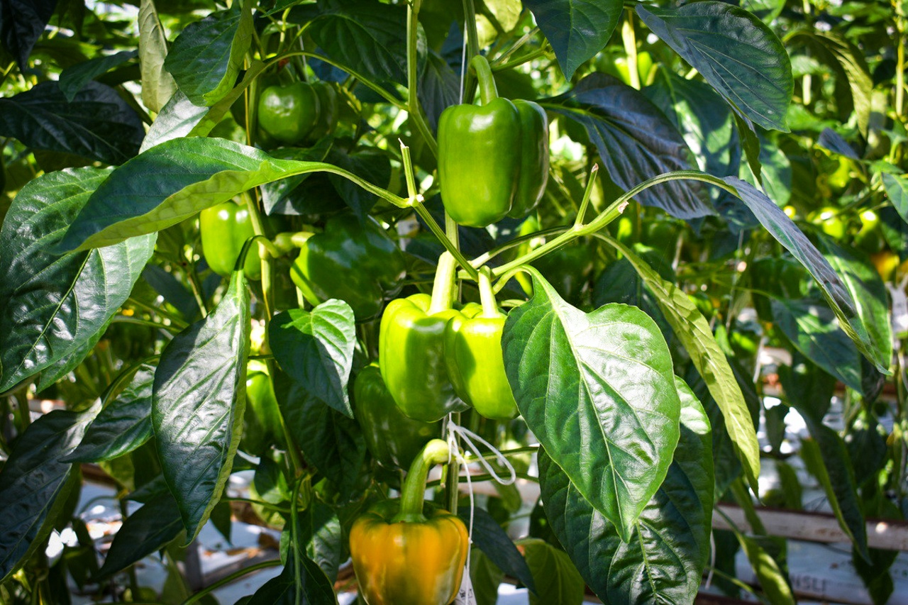 "Kans voor Nederlandse bedrijven in de Franse markt voor biologische producten"