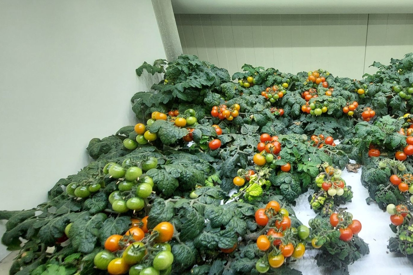 Fully controlled cultivation of tomatoes in vertical farm: from propagation to harvest