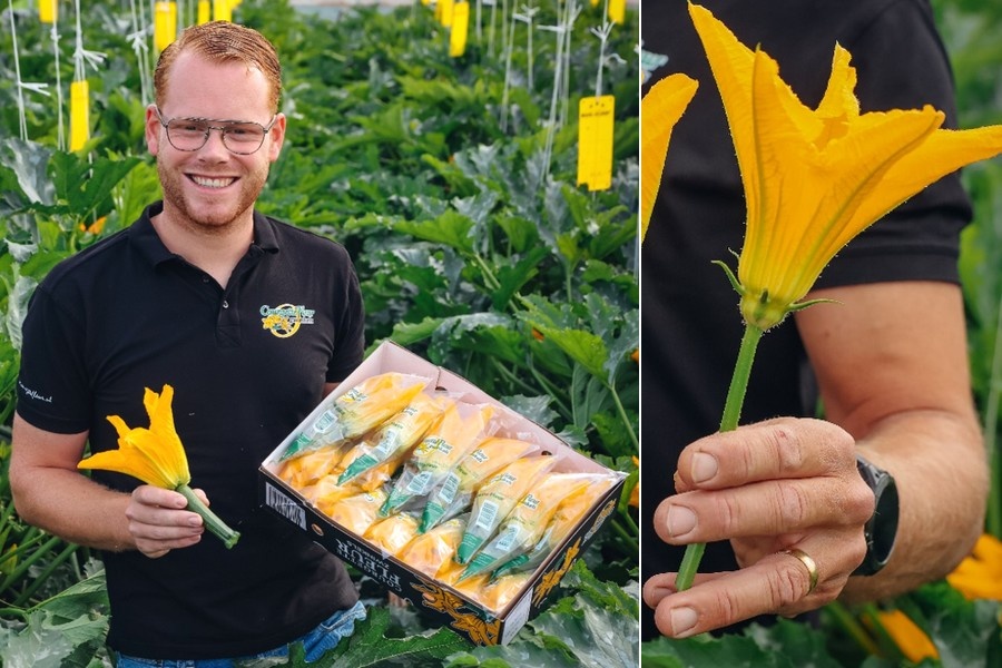 Courgette Fleurs trappen courgetteseizoen af