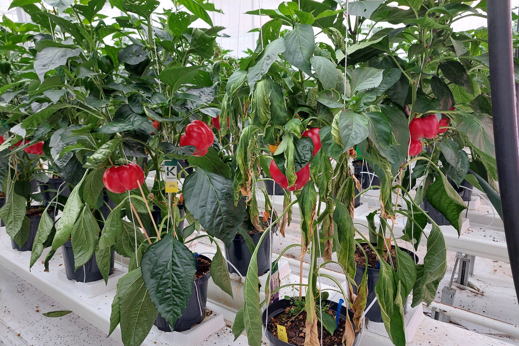 Verticillium dahliae beheersen in bioglasgroenten