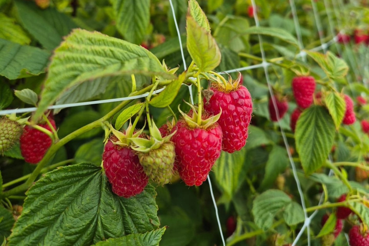 "Als je mijn framboos in de koelkast legt naast een substraatframboos, dan zie je het verschil"