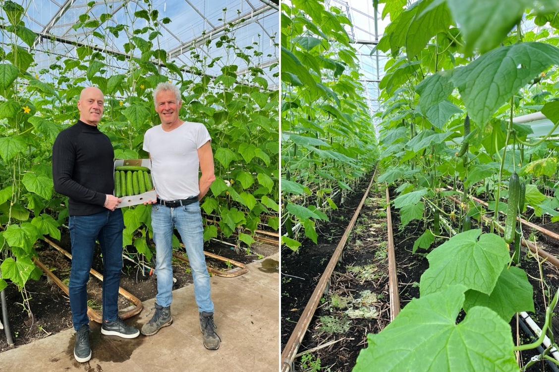 Frank de Koning oogst eerste biologische komkommers van het seizoen