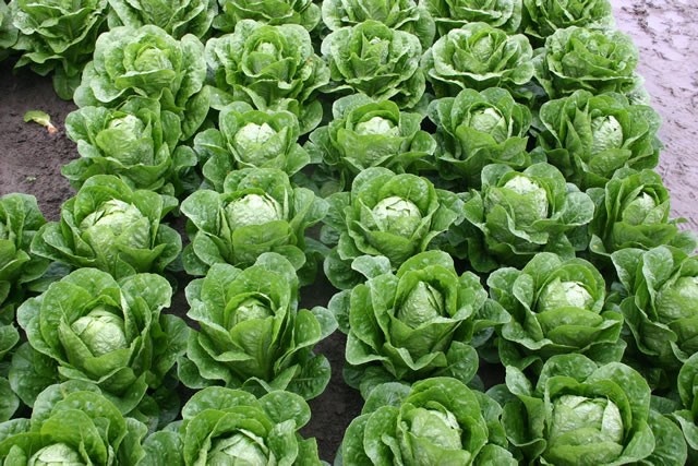 Kropsla wordt goed betaald