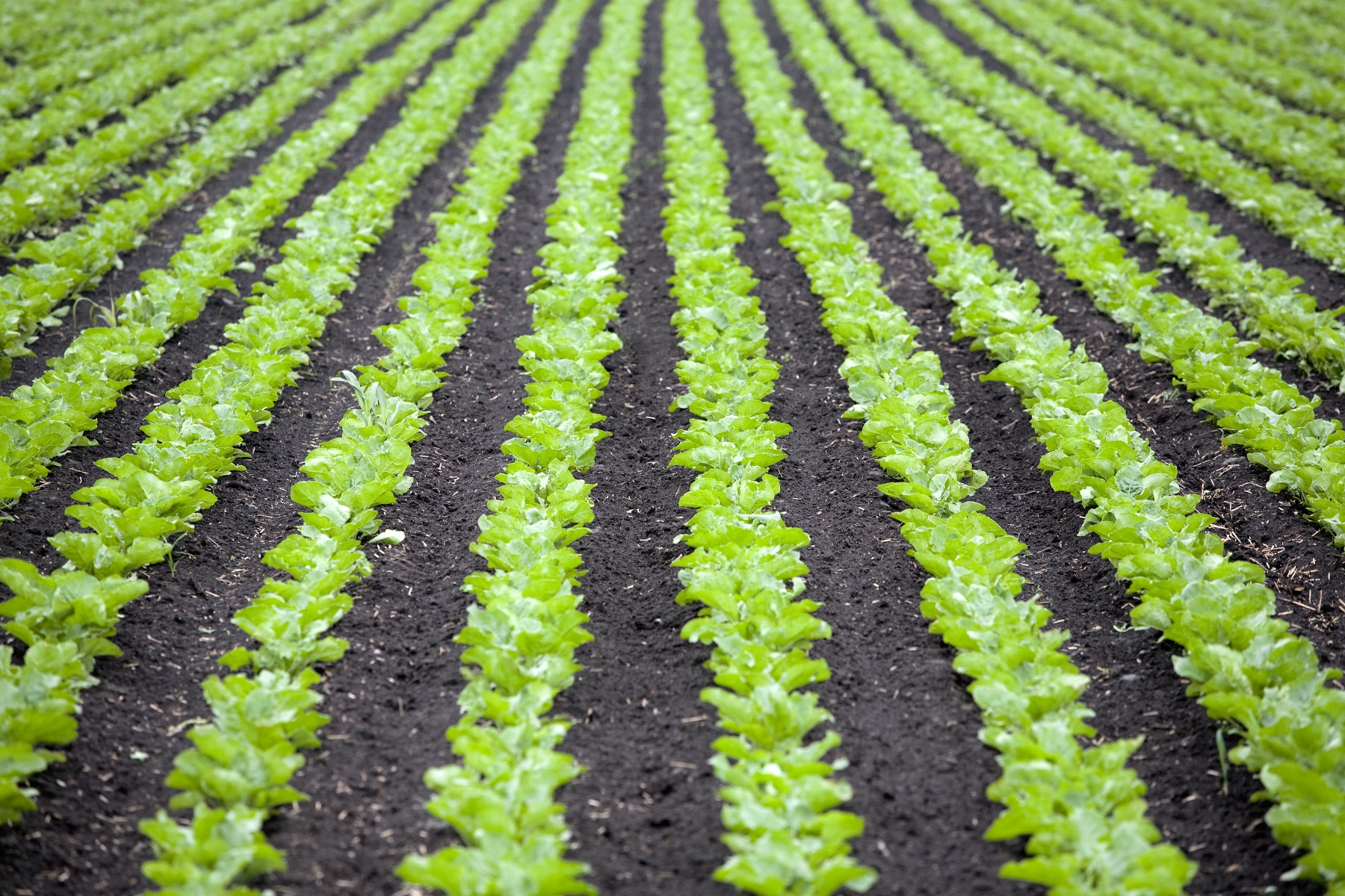 Update visie Rabobank: geen standaard uitkoop, maar duurzaam verdienmodel en True Value voor boeren