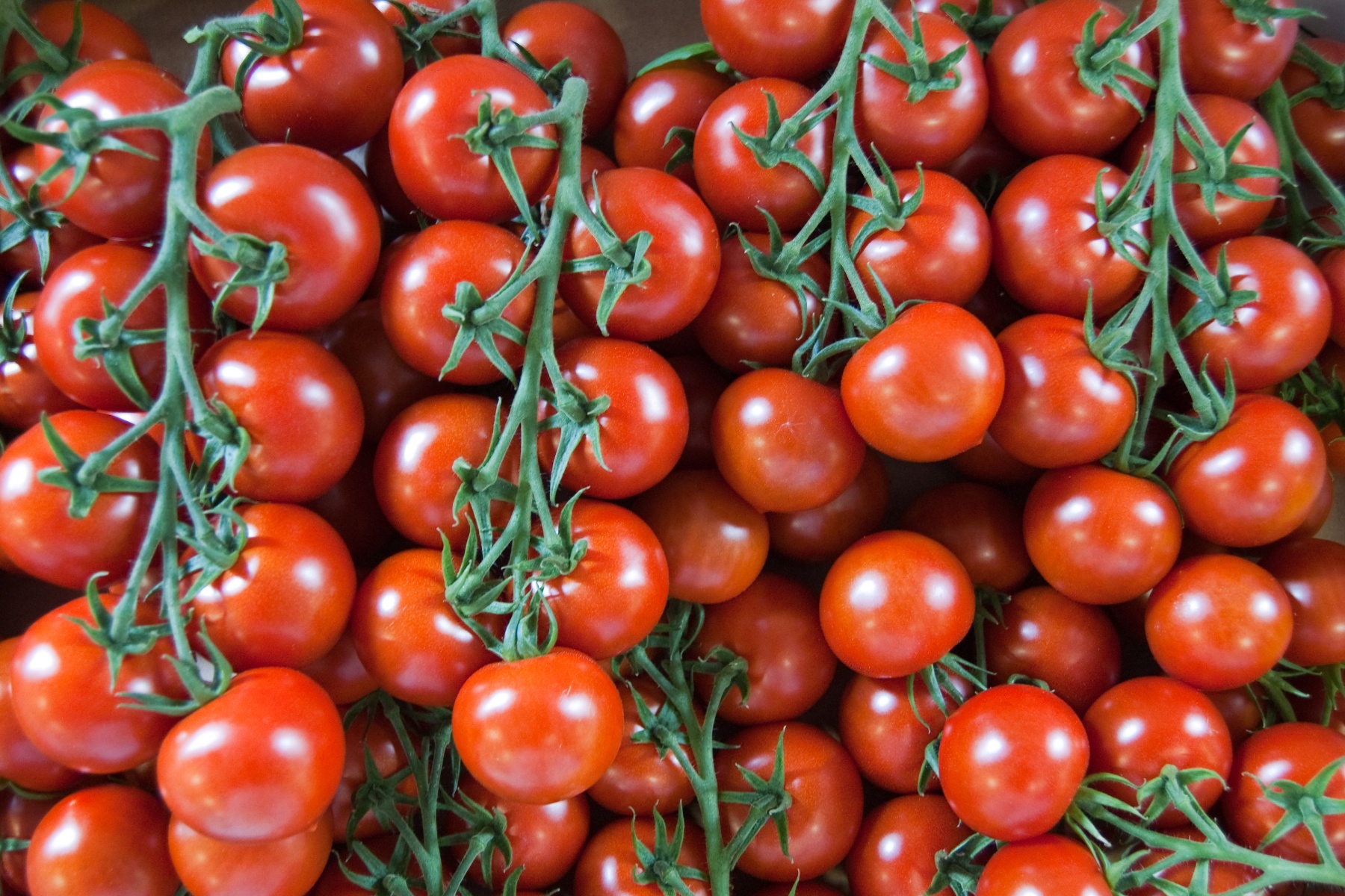 Hoge volumes, hoge prijzen voor tomaten in week 11