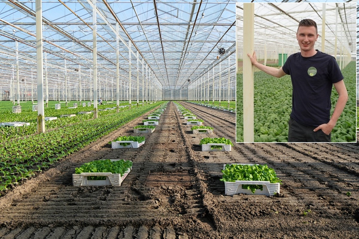 “Met insectengaas kan ik mij onderscheiden”