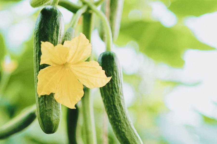 Snackgroenten uit de biologische kas van Gert van Brakel