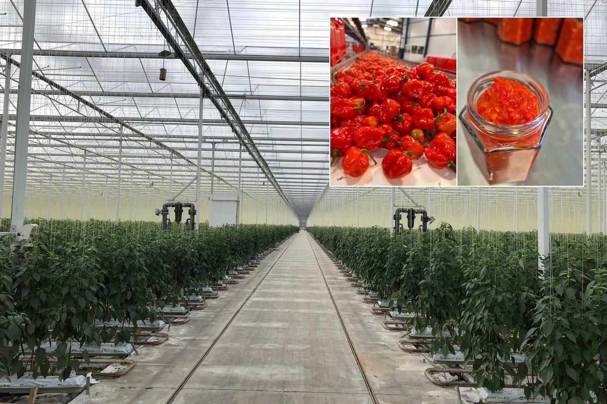 Grote vraag naar verse pepers en groei habanero mash in uitdagende markt