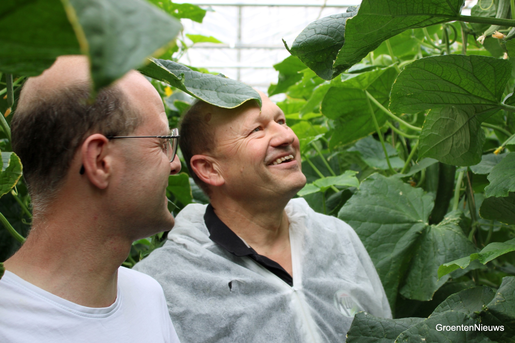 "Every time we now find an aphid hotspot, it has already been parasitized by our biological control"