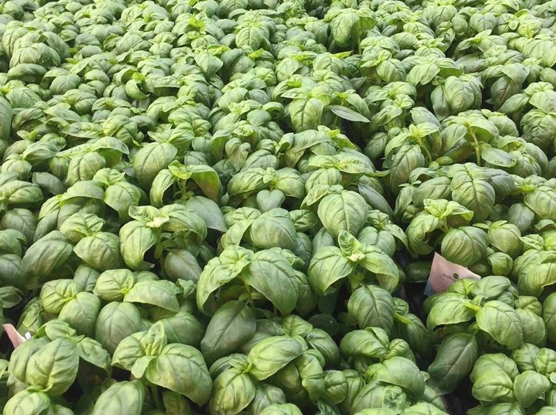 改进对日光积分 Dli 的控制可以提高生产的一致性和更高效的节能