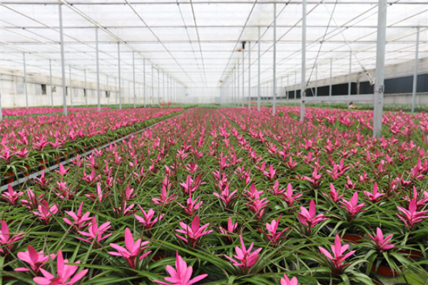 坚持新型生态农业道路丁兰本土企业将经验走出浙江 坚持新型生态农业道路丁兰本土企业将经验走出浙江