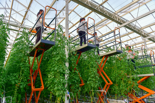 "Large-scale modern facility agricultural parks are beneficial to the establishment and the output of the brand" - Vimarsana News