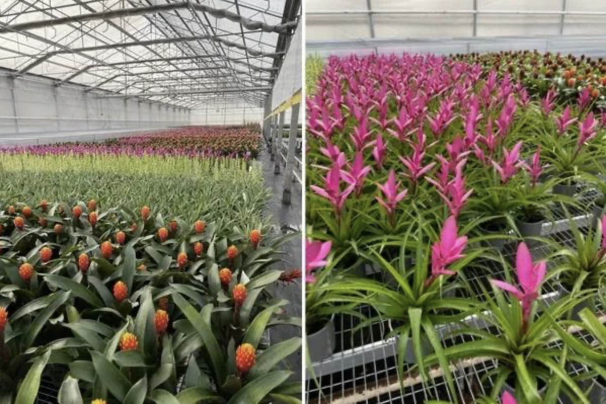 凤梨花是非常理想的投资项目