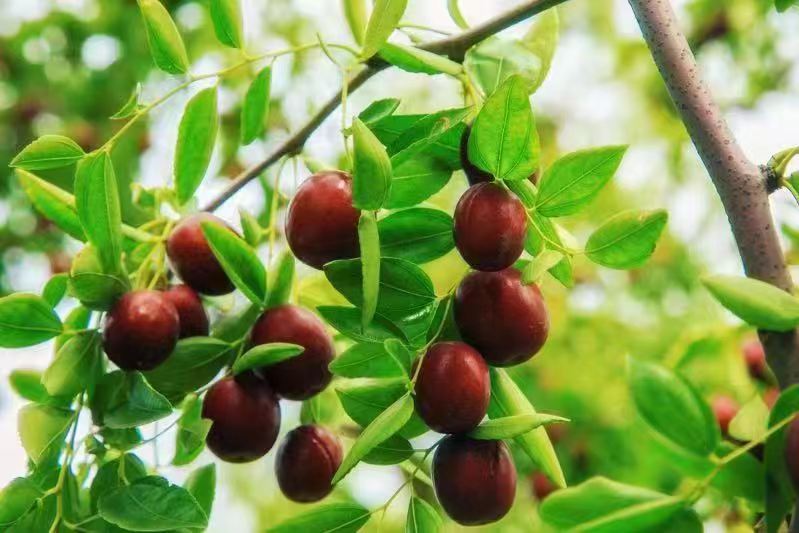 Digging deep into the rich jujube culture with a 3,000 year-old history - Vimarsana News