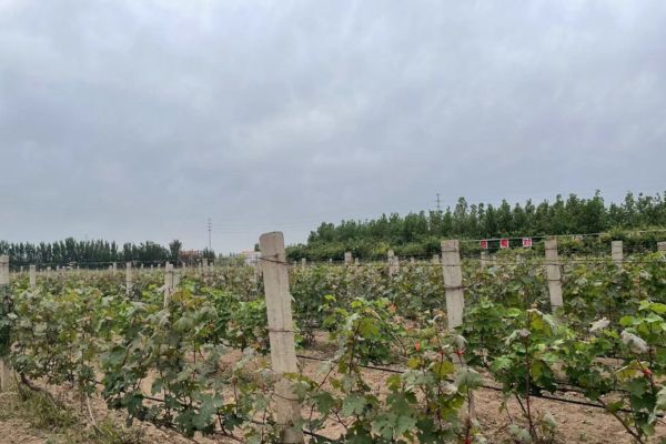 Alluvial sands create excellent soil conditions for grapes on Yellow River plains - Vimarsana News