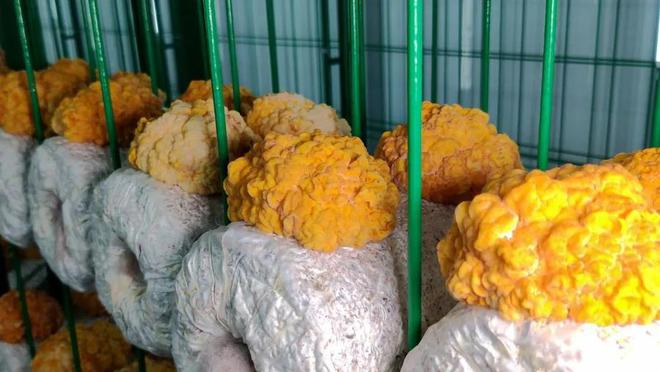 Breakthrough in indoor production of specialty golden ear mushrooms - Vimarsana News