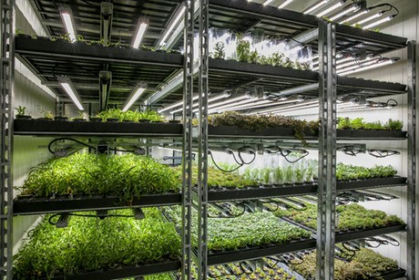 grow & roll with vertical farms