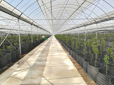 China: Grapes and cherries in the greenhouse