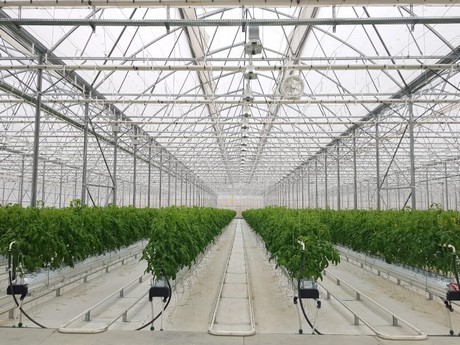 Azerbaijan: New Greenhouse To Grow Tomatoes For Russia