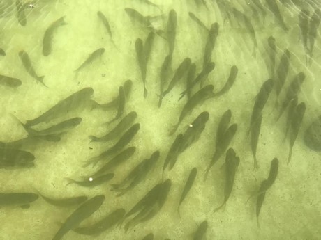 red otter farms: one of the first and biggest aquaponics