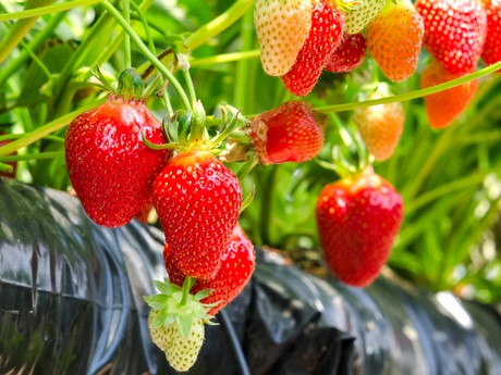 carbostrawberries2.jpg