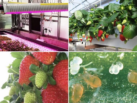 Essentials For Growing Hydroponic Strawberries Successfully