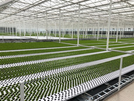 Air cooling greenhouses with steam