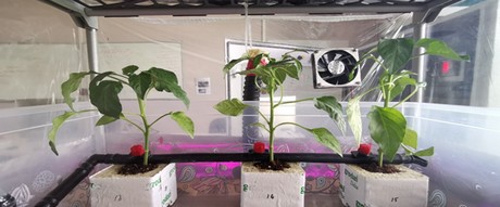 The Effects Of Full Led System Combination On Pepper