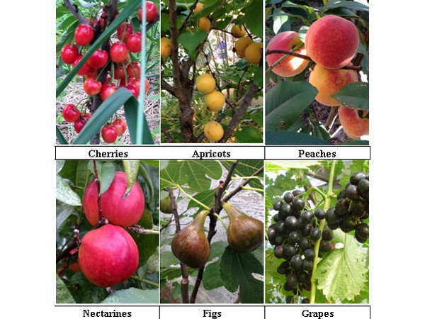 أشجار الفاكهة في المنطقة المعتدلة