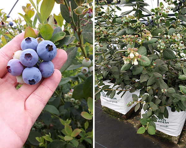Blueberry Used To Be An Extensive Crop But Is Becoming More And More Intensive