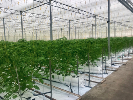 Large scale hydroponic systems