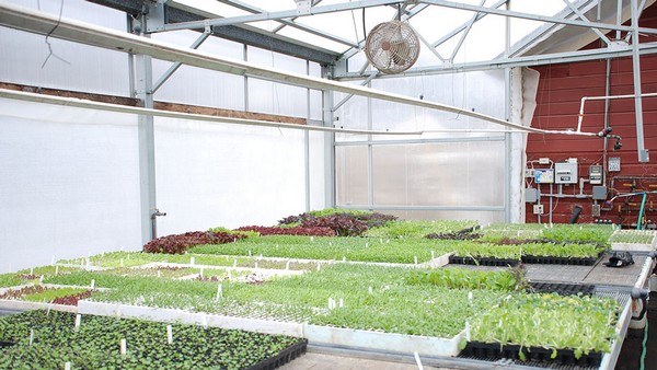 Greenhouse