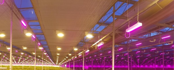 combining led and hps grow lights