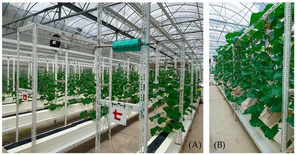 Quality Improvement Of Melons In Hydroponic System