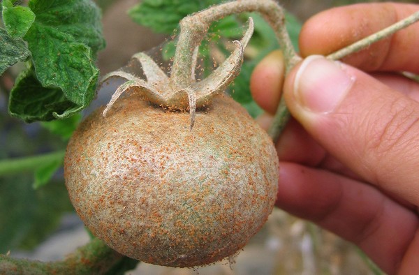Red spider mites on a tomato