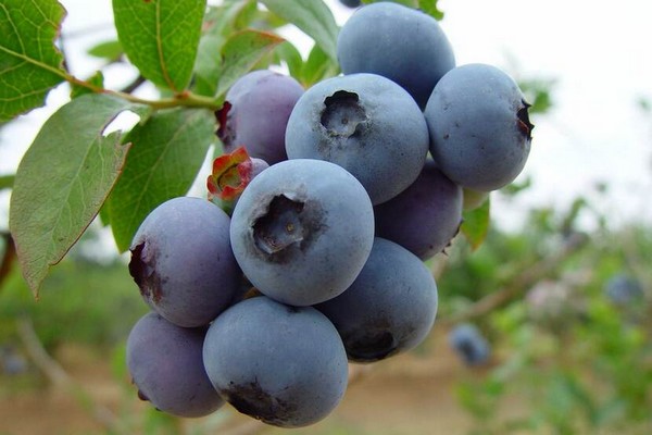 UF/IFAS-developed blueberry app to help growers battle diseases and pests - Vimarsana News
