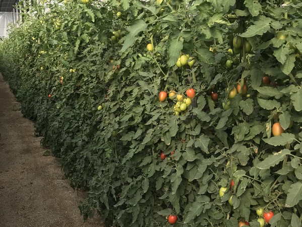 Plant Protection Specific To The Pests And Diseases They Control