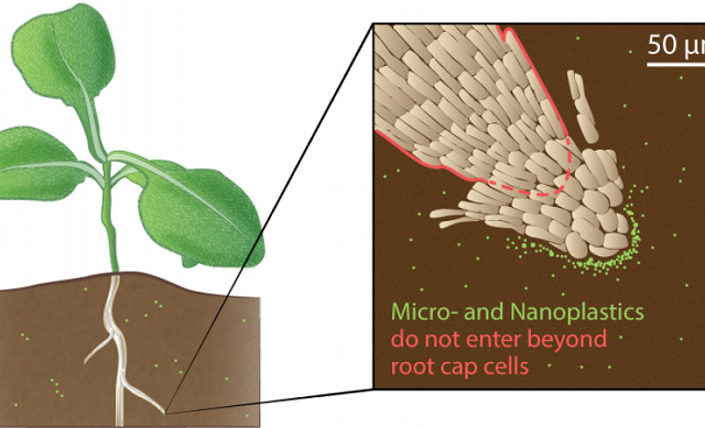 Micro And Nanoplastics Not Absorbed By Plant Cells, But Do Attach To ...