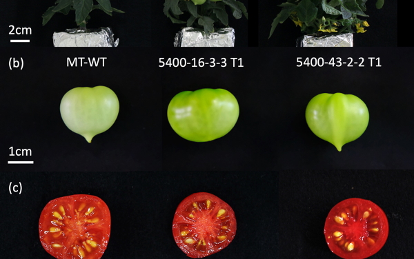 tomato research